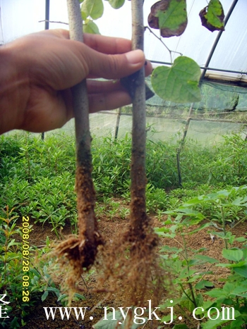 河南荣威植物克隆，粗枝直接育成大苗